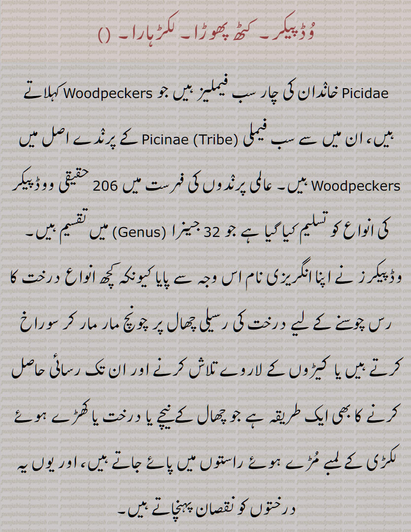 
پاکستان میں وُڈپیکر کو کٹھ پھوڑا، لکڑہارا کہا جاتا ہے،  درخت کا رس چوسنے کے لیے درخت کی رسیلی چھال پر چونچ مار مار کر سوراخ کرتے ہیں یا  کیڑوں کے لاروے تلاش کرنے اور ان تک رسائی حاصل کرنے کا بھی ایک طریقہ ہے جو چھال کے نیچے یا درخت یا کھڑے ہوئے لکڑی کے لمبے مُڑے ہوئے راستوں میں پائے جاتے ہیں، اور یوں یہ درختوں کو نقصان پہنچاتے ہیں,  The Woodpecker in Urdu is called  Kathphaura, kath phaora. This name is used to refer to woodpeckers in Pakistan, and it is part of the avifauna that includes various bird species found in the country, Sind woodpecker ,Dendrocopos assimilis, Picidae  family, Scaly-bellied woodpecker,Picus squamatus, Brown-fronted woodpecker ,Dendrocoptes auriceps, Himalayan woodpecker ,Dendrocopos himalayensis, Eurasian wryneck ,Jynx torquilla, Speckled piculet,Picumnus innominatus, Brown-capped pygmy woodpecker ,Yungipicus nanus, Gray-capped pygmy woodpecker ,Yungipicus canicapillus,Yellow-crowned woodpecker,Leiopicus mahrattensis,Rufous-bellied woodpecker,Dendrocopos hyperythrus, Fulvous-breasted woodpecker ,Dendrocopos macei, Rufous woodpecker,Micropternus brachyurus, Black-rumped flameback ,Dinopium benghalense, Gray-headed woodpecker,Picus canus, Lesser yellownape,Picus chlorolophus, woodpecker,ਵੁਡ ਪੈਕਰ,ਲਕੜ ਹਾਰਾ,ਕਠ ਫੋੜਾ, 