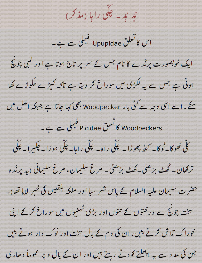    ہد ہد,پرندہ, چکی راہا , ہُد ہُد, چکّی راہا ,  کلی ٹھوکا,ٹوکا, کٹھ پھوڑا, چکی راہ ,چکی ہوڑا,چکیرا,چکی ترکھان, کھٹ بڑھئی,کھٹ بڑھئی, مرغ سلیمان, مرغ سلیمانی,یہ پرنٛدہ حضرت سلیمان علیہ السلام کے پاس شہر سبا اور ملکہ بلقیس کی خبر لایا تھا,  ان کے بال و پر عموماً دھاری دار نقشین ہوتے ہیں, بے وقوف, کُنٛد ذہن, The name of a bird,chakki raaha, chakki hoRa, hoopoo, hoopoe, Eurasian Hoopoe ,Upupa epops,Upupidae,Upupa, hud hud, hudhud, ਹੁਦ ਹੁਦ ,ਚੱਕੀ ਰਾਹਾ, ਹੁਦਹੁਦ,
