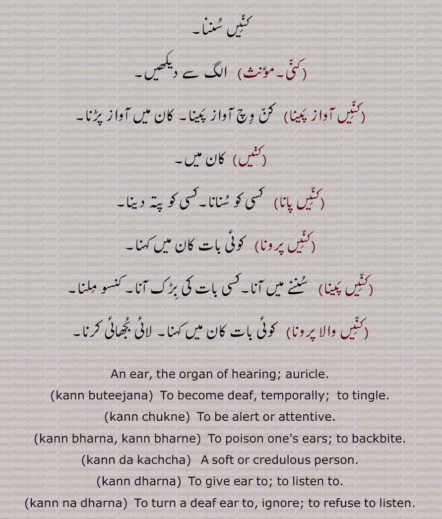 کنی,کنّیں آواز پینا,کڽیں,کنّیں پانا,کنّیں پرونا,کنّیں پینا,کنّیں والا پرونا,An ear, the organ of hearing; auricle, kann buteejana, kann chukne, kann bharna, kann bharne, kann da kachcha,  kann dharna, kann na dharna, 