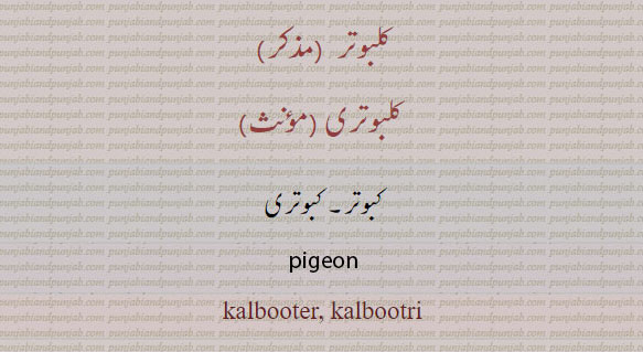   کلبُوتر , کلبُوتری ,کبوتر, pigeon, ਕਲਬੂਤਰ , ਕਲਬੂਤਰੀ