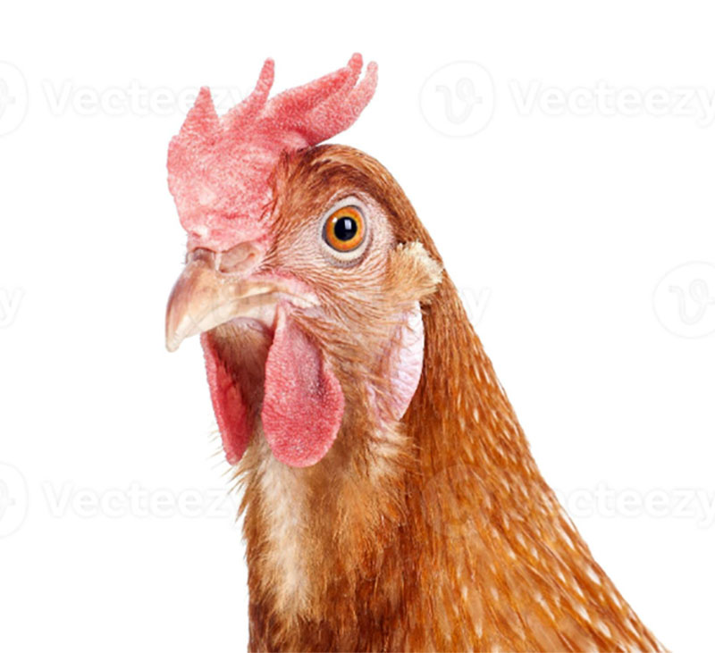    کلغی , سانپ,  زیور ,گہنا,بُھوکھن,النکار,ٹُوم,ٹومب,ٹونب چھلا  ,kalgi,kalghi, cobra,snak,  Traditional Ornaments of Punjab,Jewellery,jewelry,ਕਲਗੀ, 